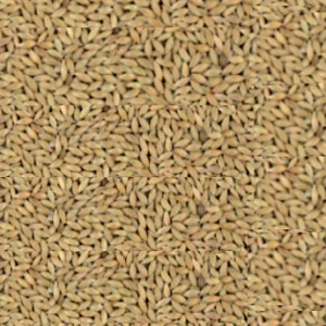 Alpista – Manitoba