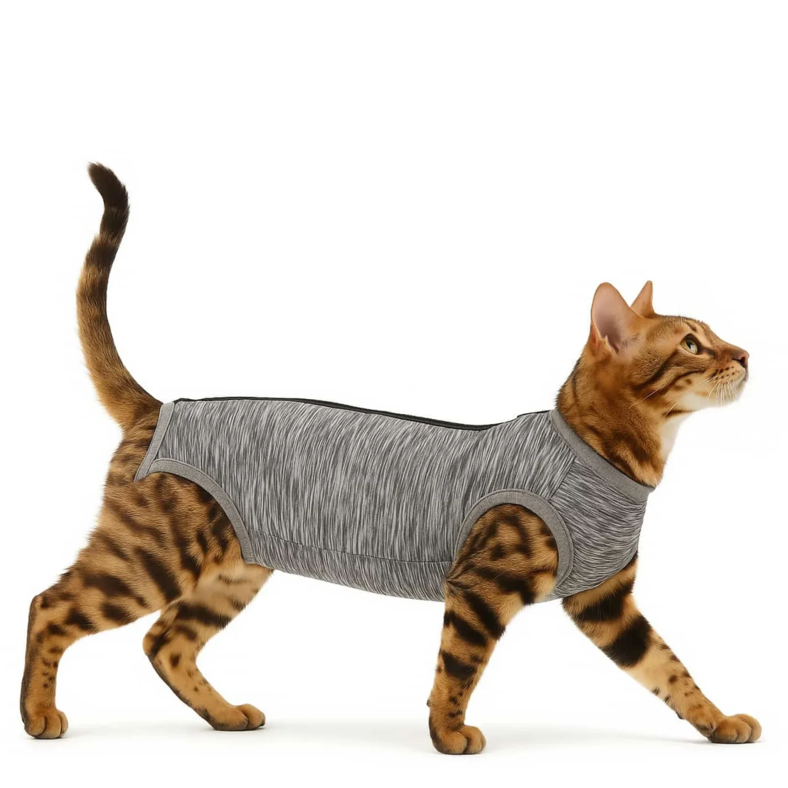 Body P贸s-Cirurgia Gatos