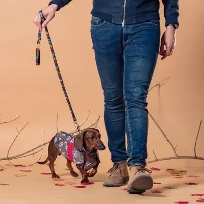 Capa de Chuva Ajustável para Cão Avengers Capitão America - Image 2