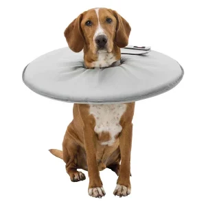 COLAR ISABELINO PARA ANIMAIS
