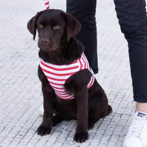 Conjunto Miss Sailor