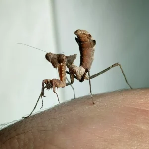 Deroplatys Desiccata