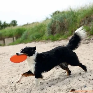 Disco Frisbee Borracha Termoplástica