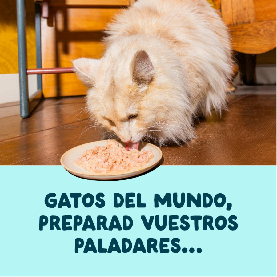 Edgard & Cooper Comida húmida Filetes de Atum e Camarão em Caldo em lata para Gatos - Image 2
