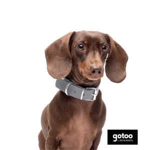 Gotoo Coleira Biothane Cinzenta para cães