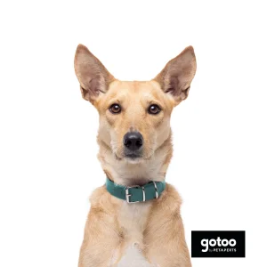Gotoo Coleira vegan verde para cães