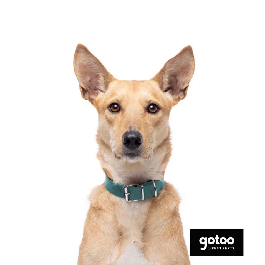 Gotoo Coleira vegan verde para cães