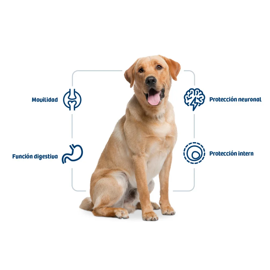 Nath Adult Maxi Frango ração para cães - Image 2