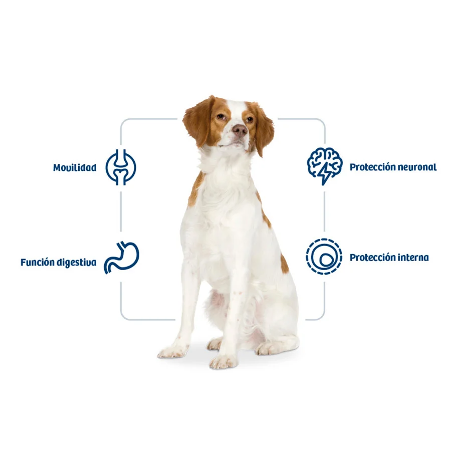 Nath Adult Medium Frango ração para cães - Image 2