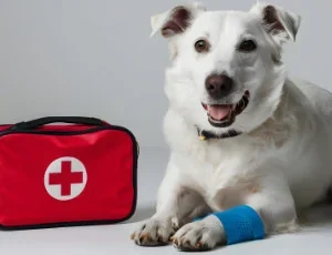 Primeiros Socorros para Cães e Gatos: Guia