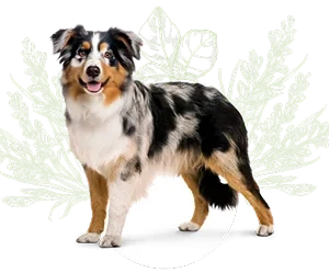 Ração Libra para Cães