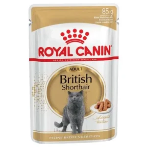 Royal Canin British Shorthair Adult em molho