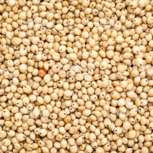Sorgo Branco – Canto Alegre
