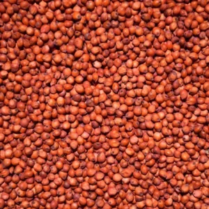 Sorgo Vermelho – Canto Alegre