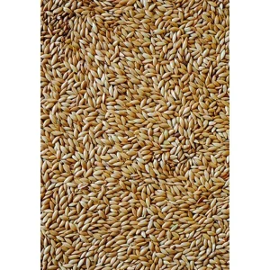 Versele-Laga Alpista – Semente para aves 1 kg