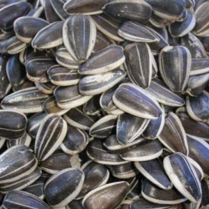 VERSELE LAGA GIRASSOL RAIADO GRAUDO 800GR